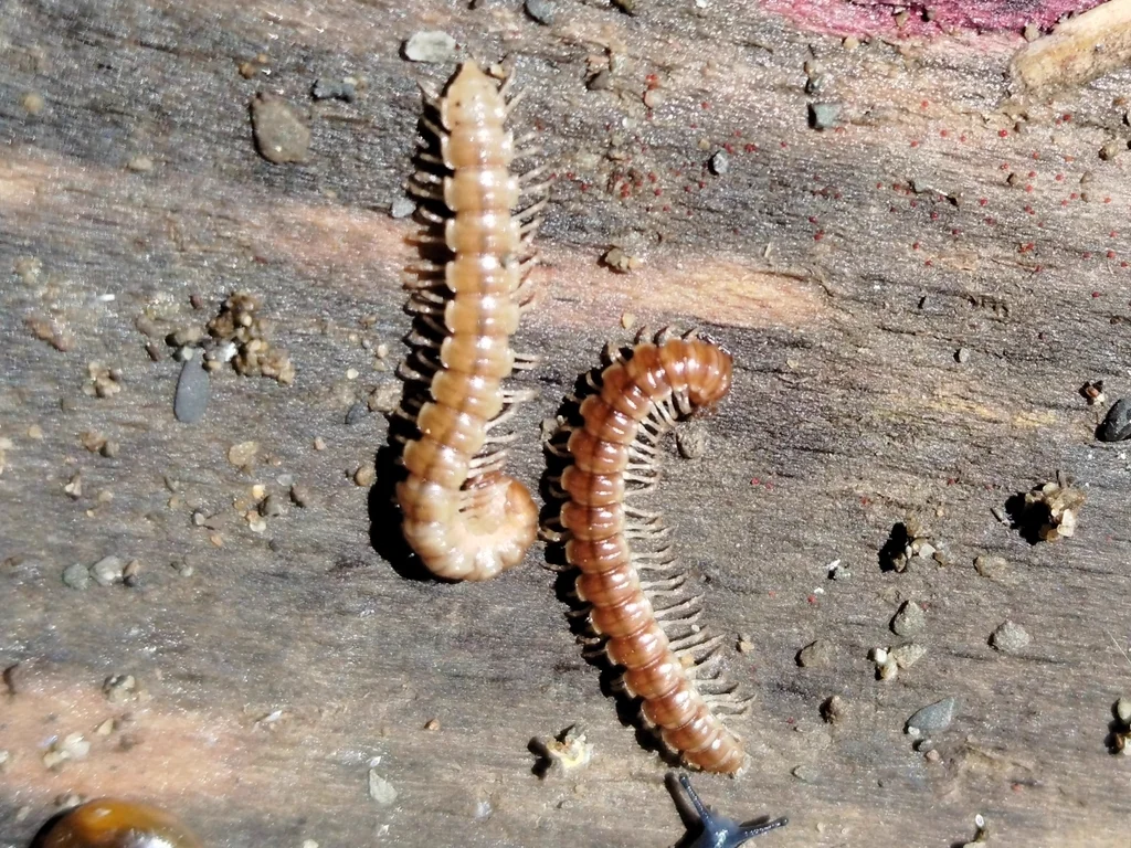 Two greenhouse millipedes on wood showing size variation