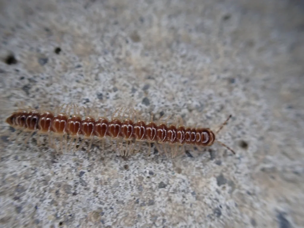 Greenhouse millipede profile view showing segmented body and multiple legs