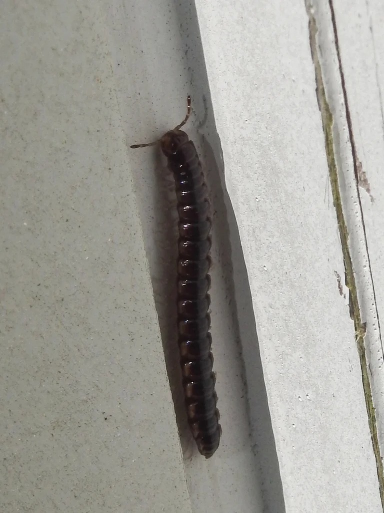 Greenhouse millipede climbing on building wall near foundation