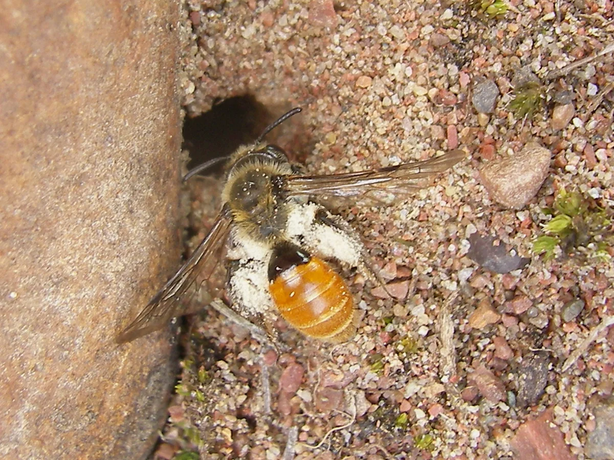 Ground-nesting bee on the ground