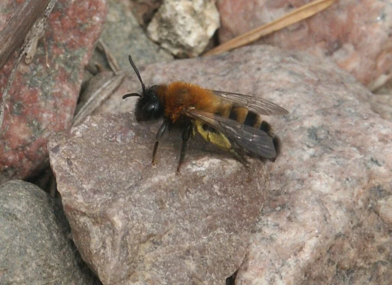 Mining bee showing fuzzy orange and black coloring