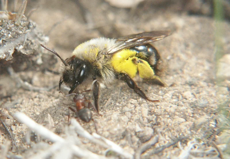 Close-up of ground bee face and body