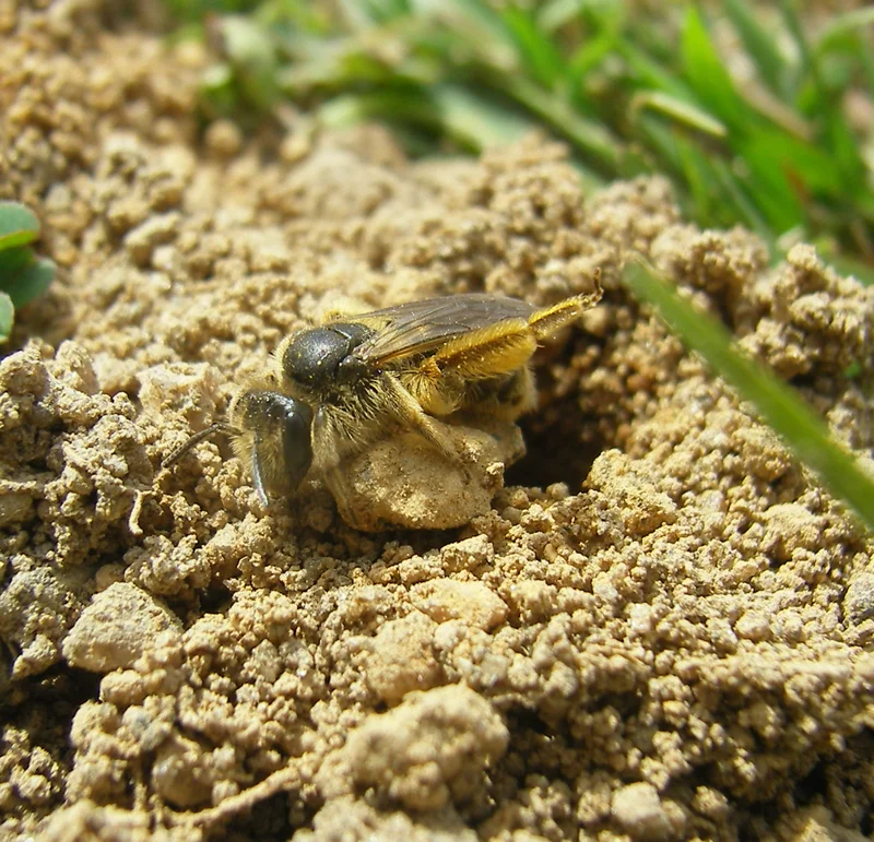 Ground bee emerging from underground burrow