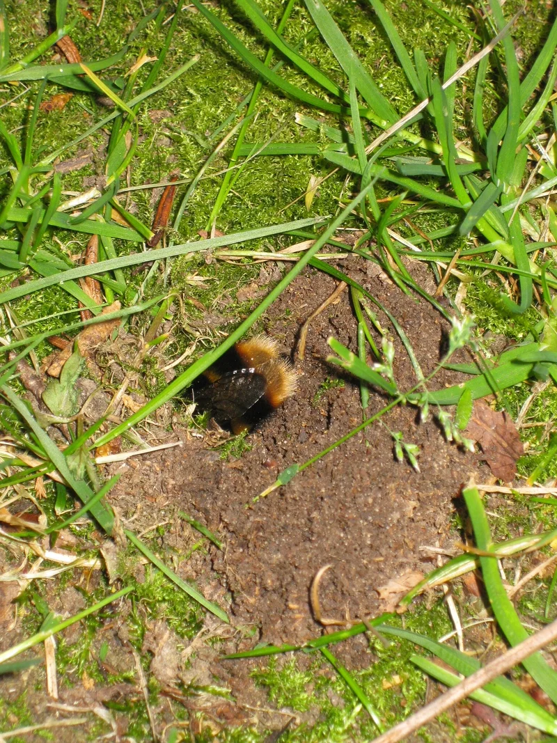 Bee entering nest hole in lawn grass