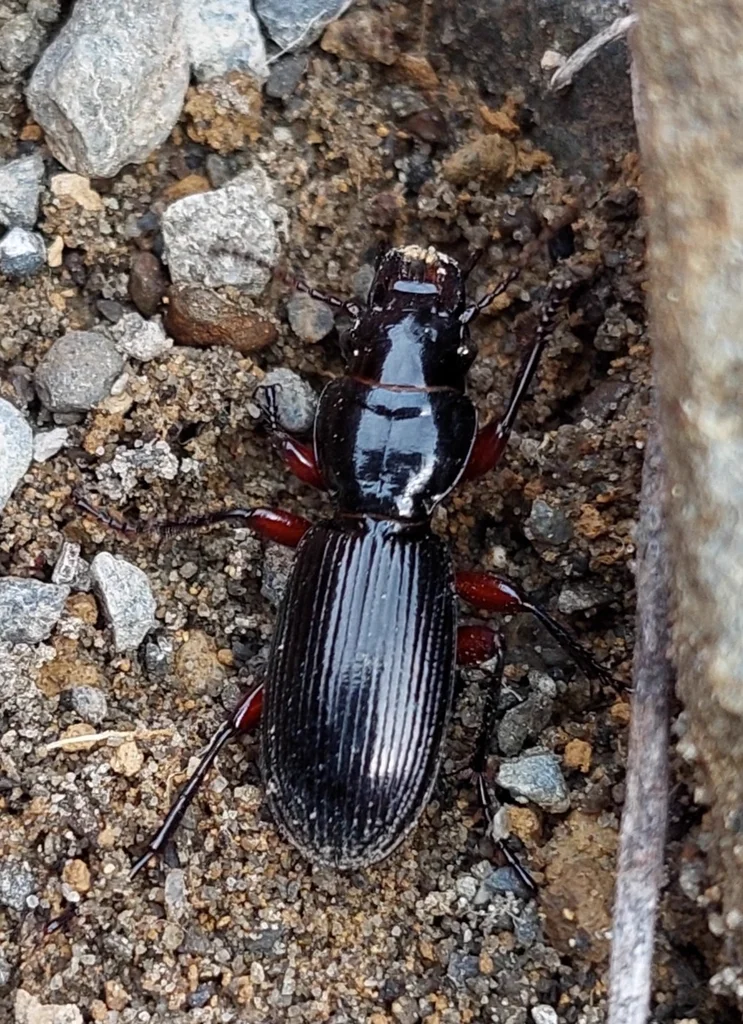 Ground beetle in natural soil and gravel habitat where they hunt prey