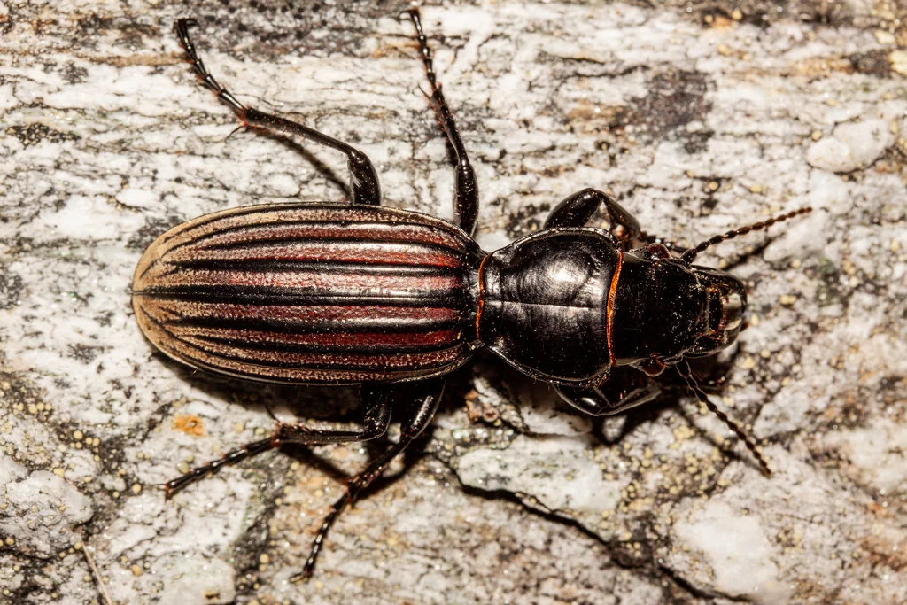 Striped ground beetle on tree bark showing reddish-brown coloration