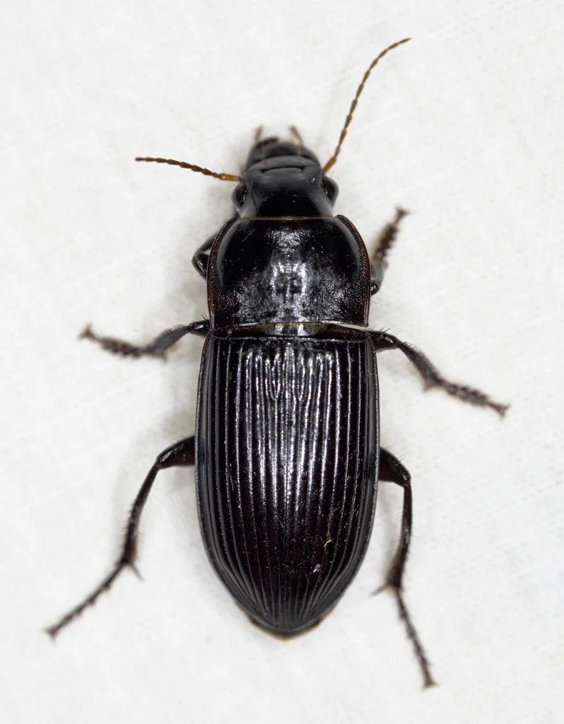 Black ground beetle from above showing distinctive ridged elytra pattern