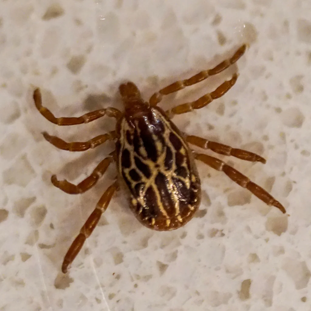 Gulf Coast tick with ornate brown and gold markings