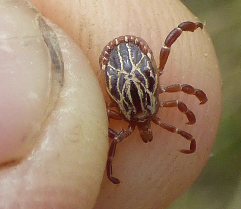 Gulf Coast tick on human fingertip showing size comparison and ornate scutum patterns