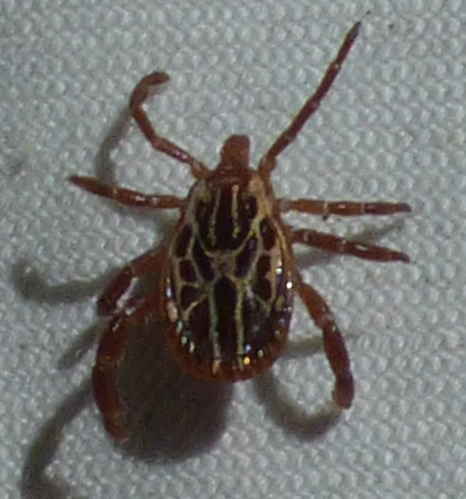 Dorsal view of Gulf Coast tick displaying full body and leg structure