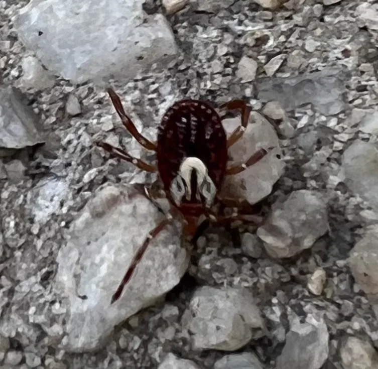 Gulf Coast tick on gravel surface showing reddish-brown coloration and leg detail