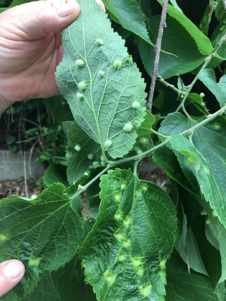 A hand holding down a hackberry branch showing many leaves covered in raised green nipple galls