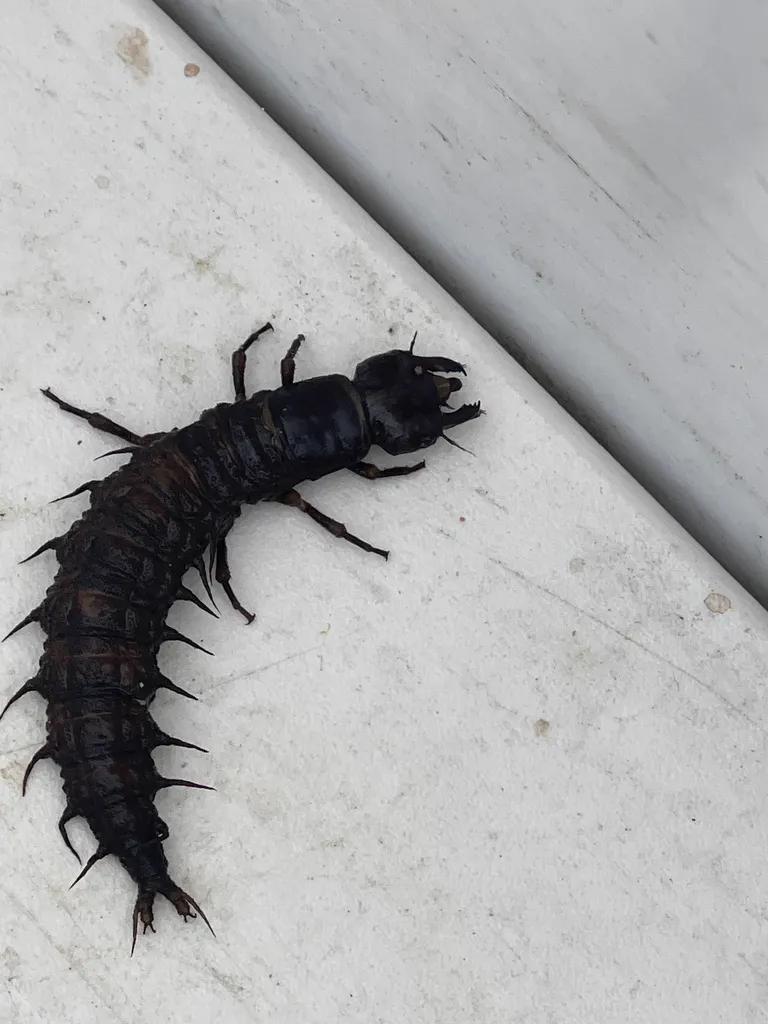 Dark-colored hellgrammite larva showing segmented body and lateral gill filaments