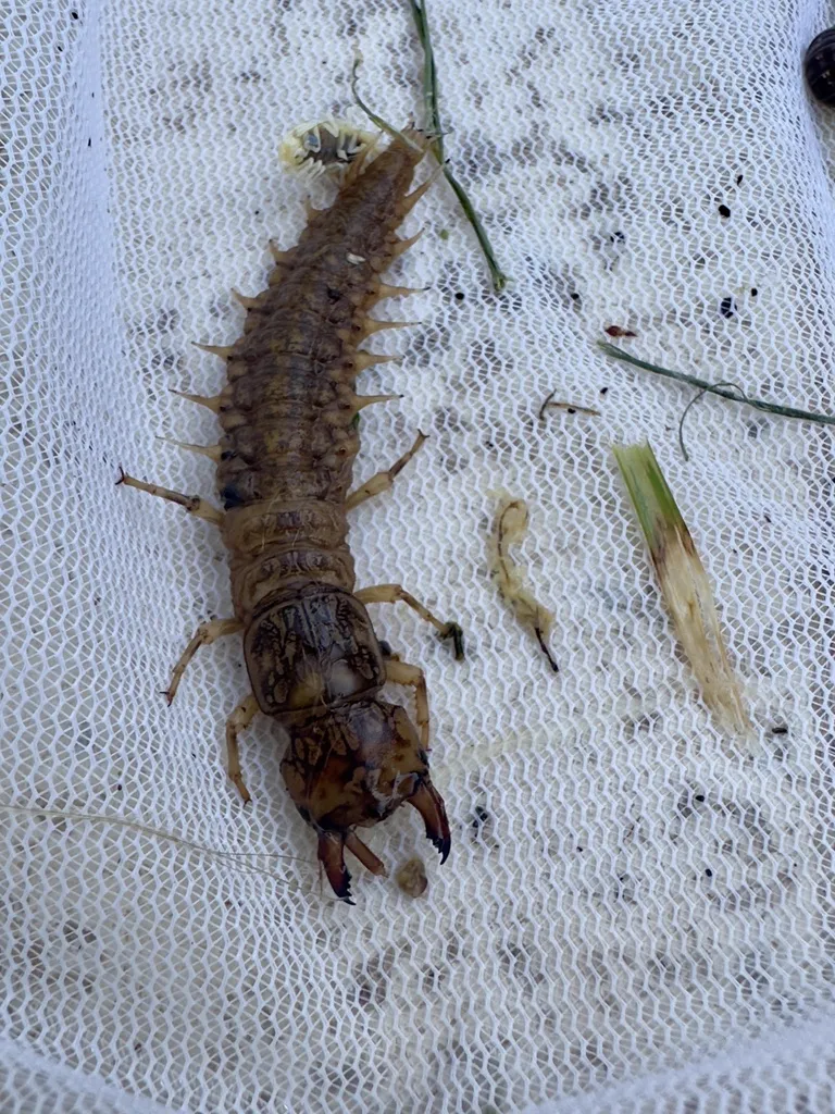 Light tan hellgrammite on netting displaying full body structure with pincers
