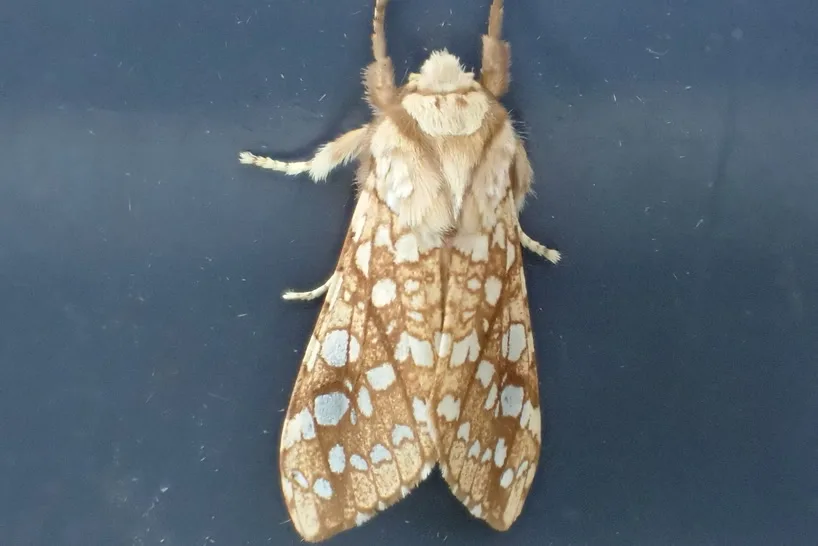 Adult hickory tussock moth seen from above with tan forewings covered in pale stained-glass spots
