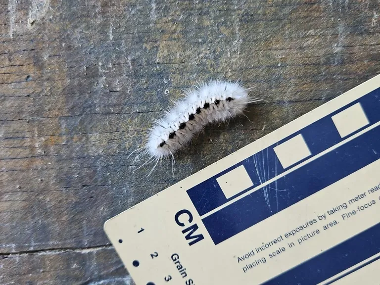 Hickory tussock moth caterpillar on a weathered wooden board next to a centimeter scale card