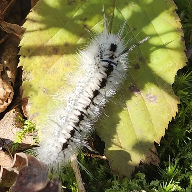 Hickory tussock moth caterpillar seen from above on a yellowing leaf with a dark line of tufts down its back