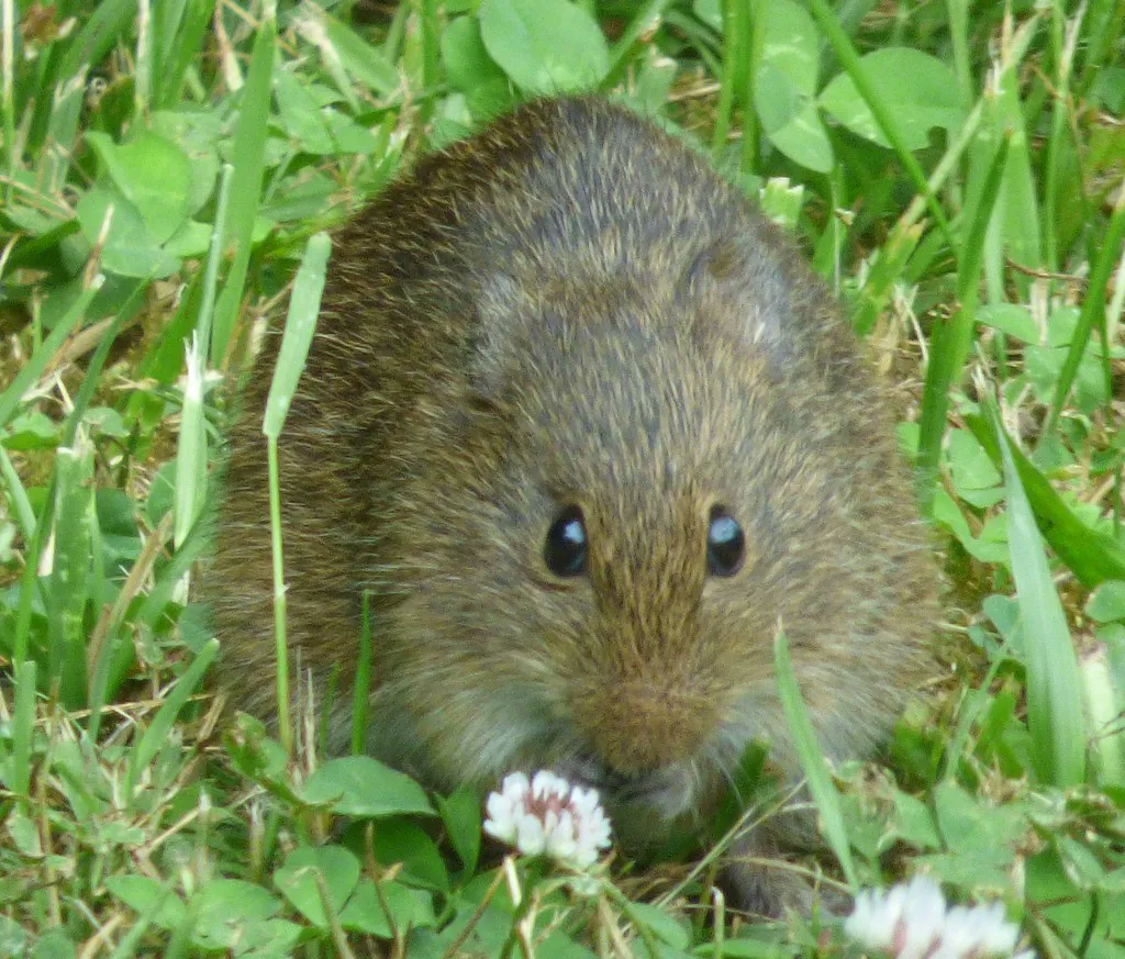 Front view of a hispid cotton rat face showing small ears and dark eyes