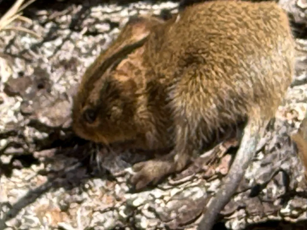 Hispid cotton rat from above showing grizzled fur pattern and short tail