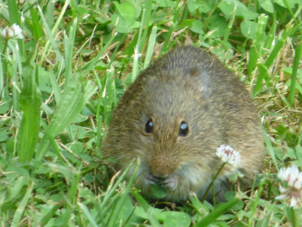 Hispid cotton rat front view in grass showing face and coarse fur texture