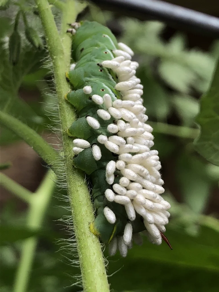 Tomato hornworm covered with white braconid wasp cocoons on tomato plant