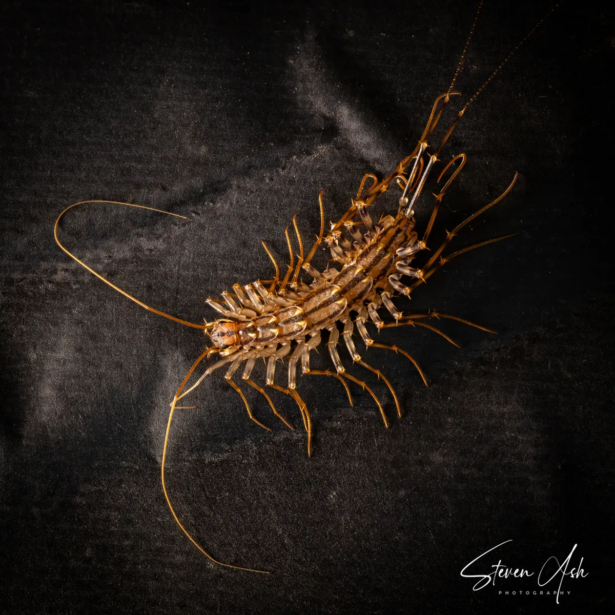 Full body view of house centipede showing all 15 pairs of legs