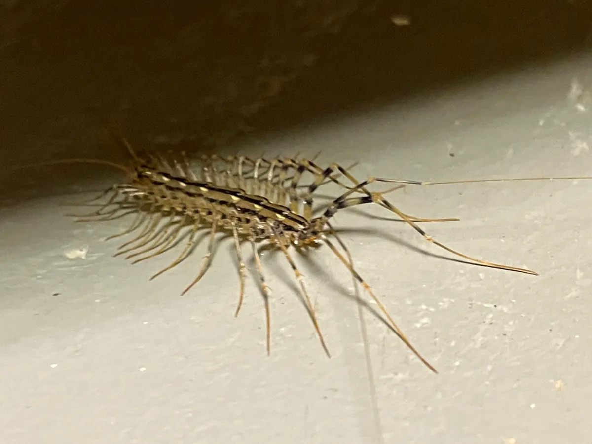 How to Get Rid of House Centipedes: A Complete Guide