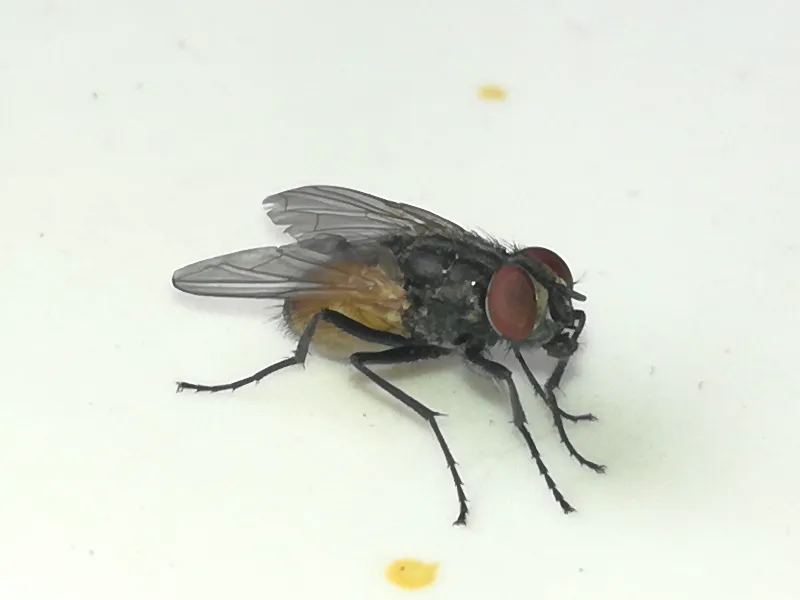 House fly showing its larger gray-black body with reddish-brown eyes and bristly texture