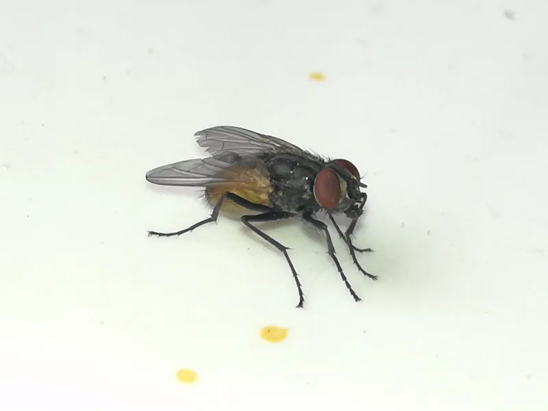 House fly on white surface showing gray body and red eyes