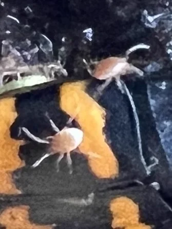 Mesostigmatid mites visible on a beetle host demonstrating parasitic behavior