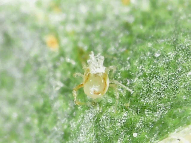 Single mite on a green leaf surface showing typical mite anatomy