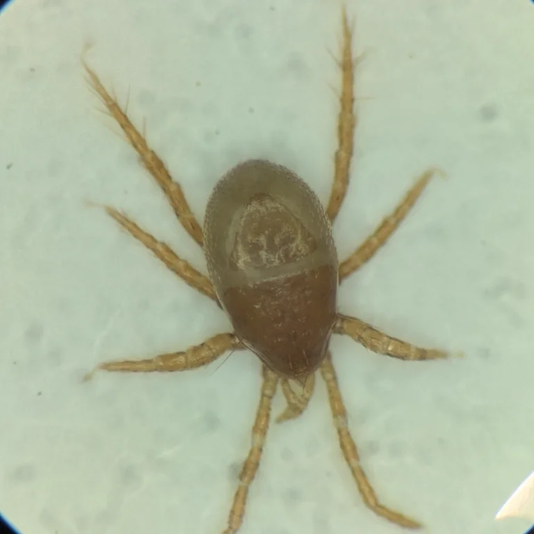 Microscope view of a house mouse mite showing its oval body and eight legs