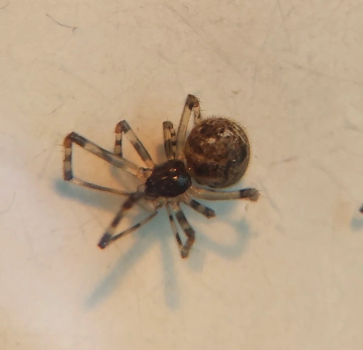 House spider from above displaying characteristic body shape