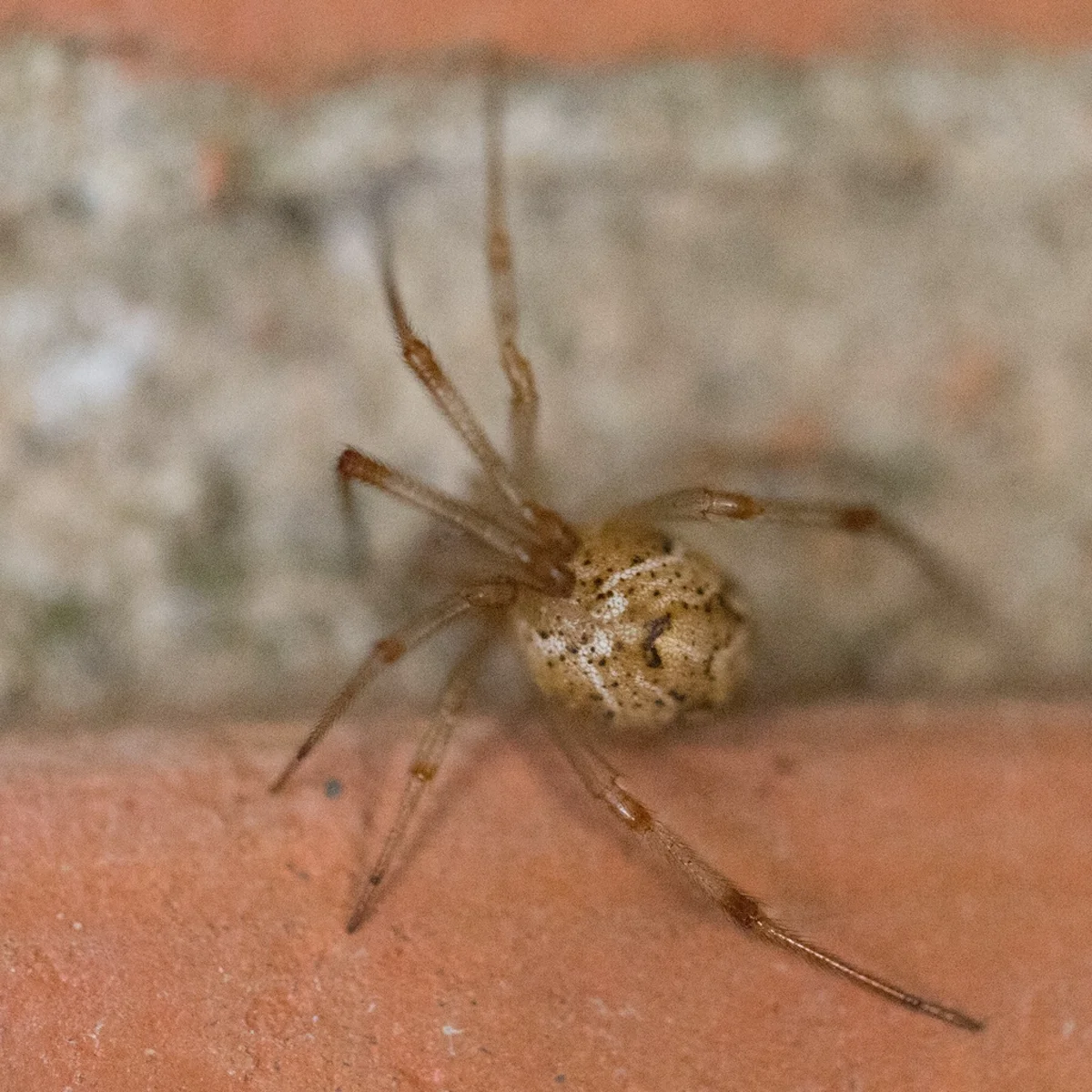 House spider on brick surface in typical outdoor habitat