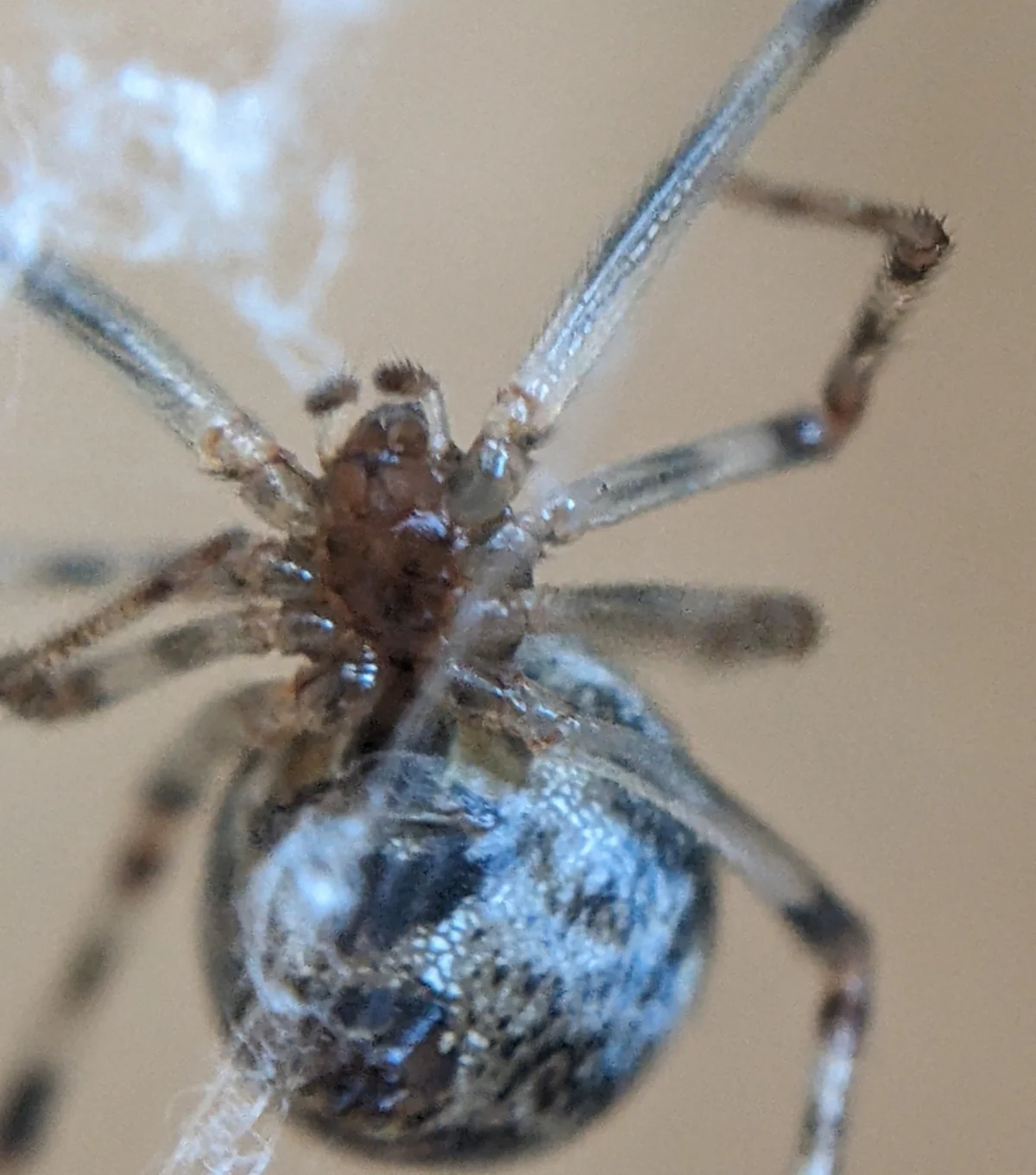 Close-up of a house spider showing mottled brown and gray coloration