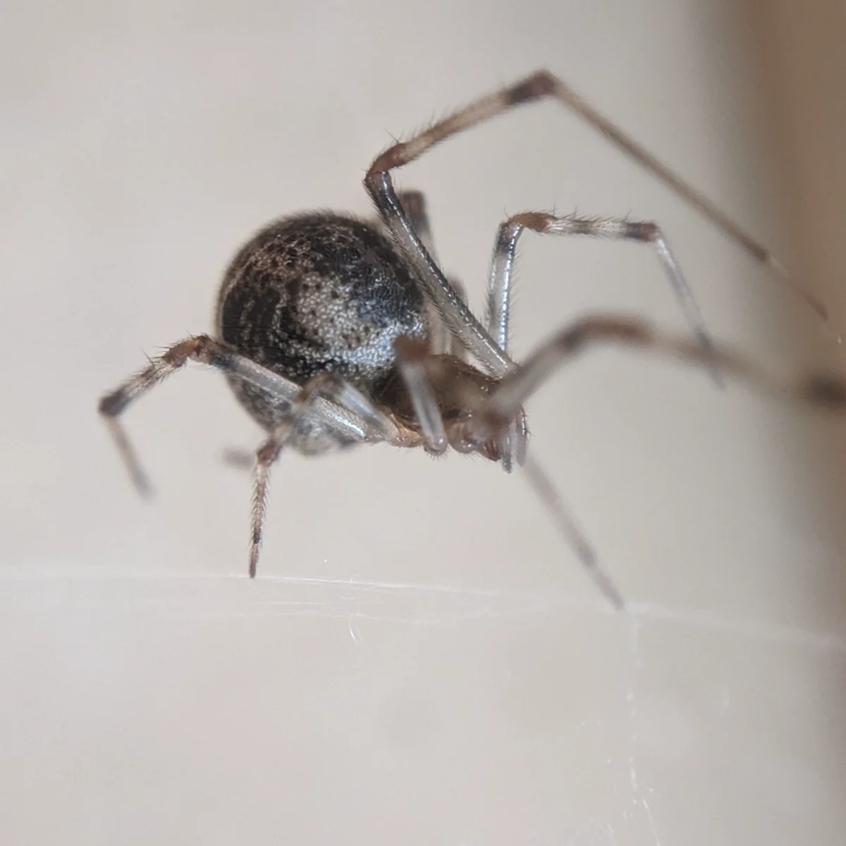 Close-up of a common house spider in its web