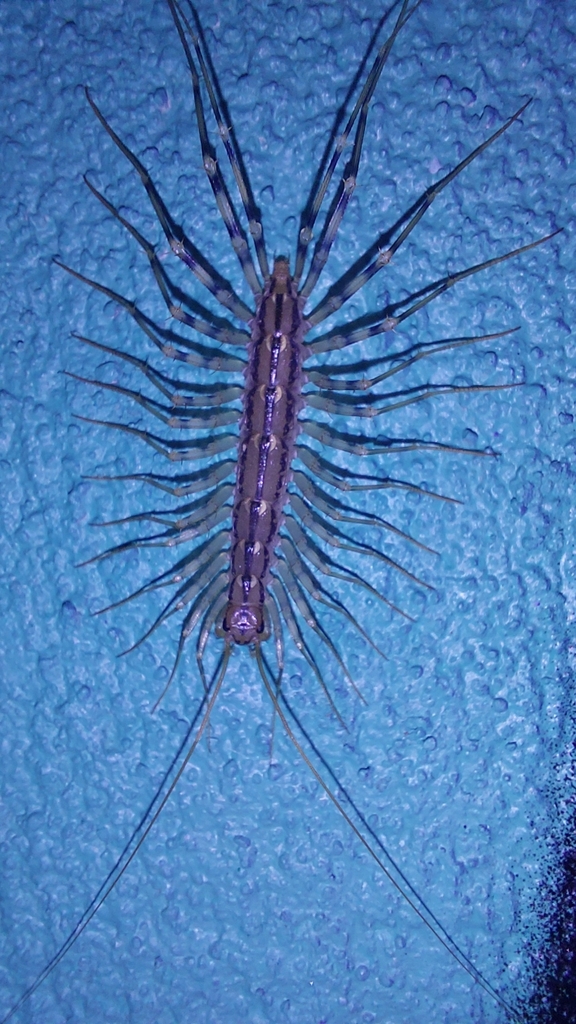 House centipede commonly found in damp Alexandria basements and crawlspaces