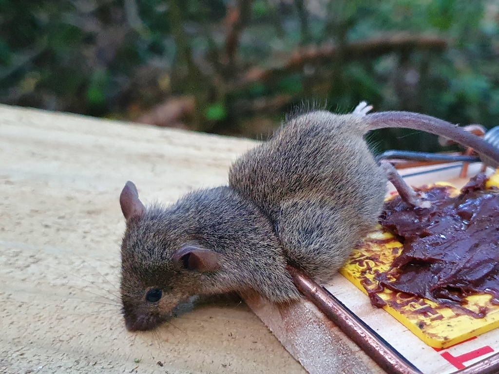 Mice foraging near outdoor area typical in Reston Virginia