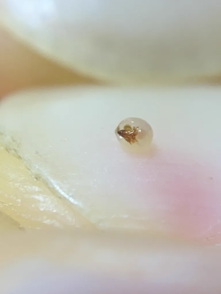 Engorged flea after feeding showing rounded abdomen filled with blood