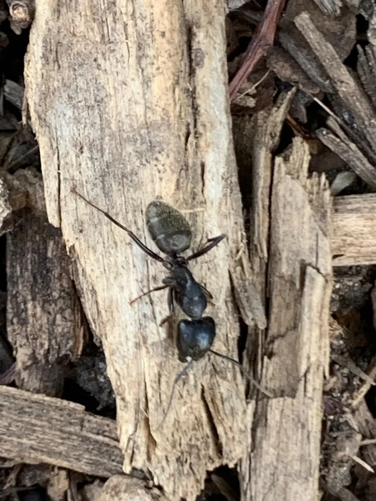 Eastern black carpenter ant on splintered, decaying wood like the porch lumber found in older Hyattsville homes