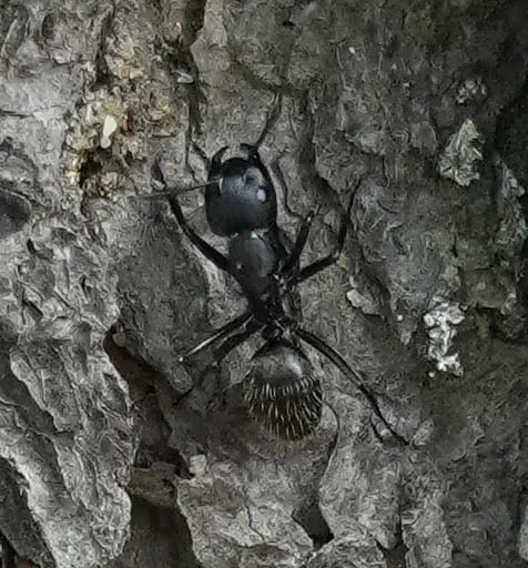 Carpenter ant on the bark of a dying tree in a Hyattsville, Maryland yard