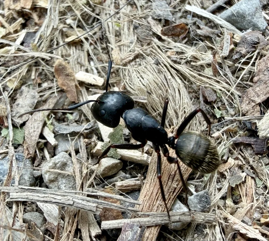Eastern black carpenter ant crossing wood chips and mulch near a Hyattsville, Maryland foundation