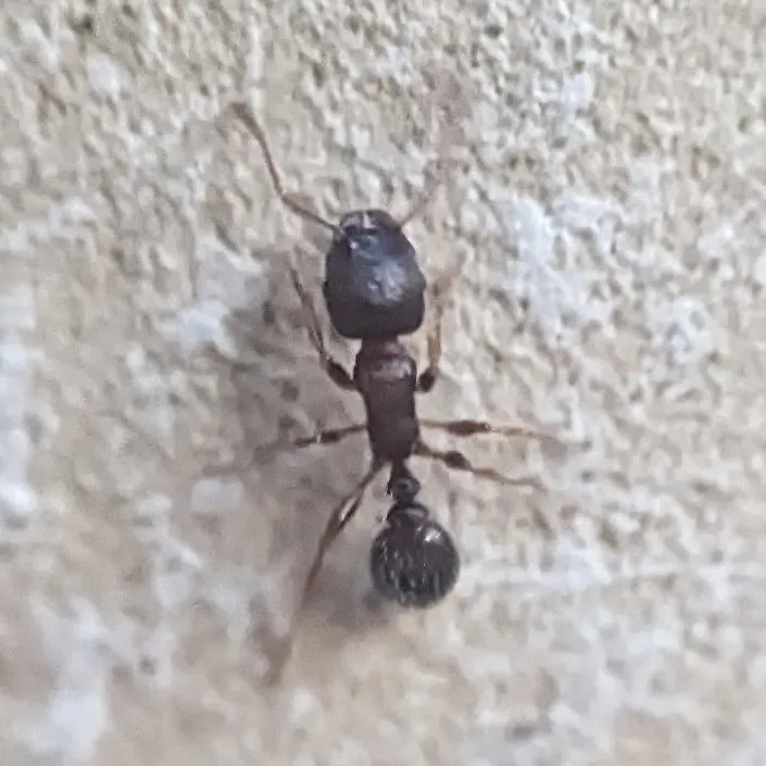 Pavement ant on a concrete wall, a species that enters Hyattsville basements and slab homes through cracks