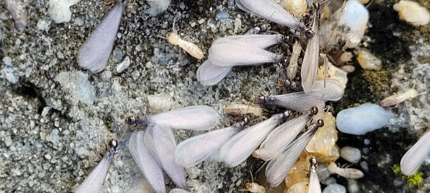 Pile of shed termite swarmer wings on concrete, a common first sign of termites in Hyattsville Maryland homes