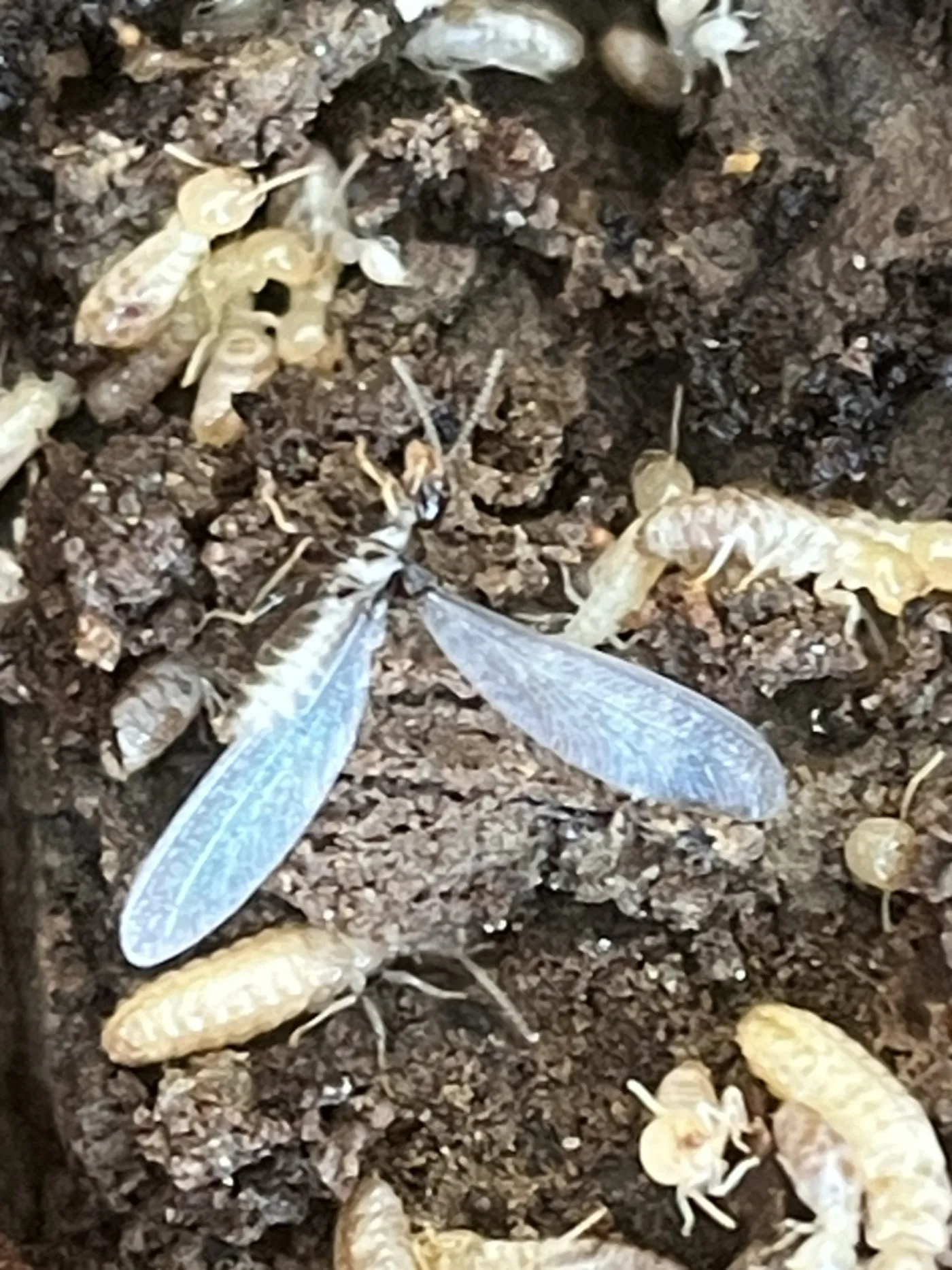 Winged termite swarmer among Eastern subterranean termite workers in soil in Prince George's County Maryland