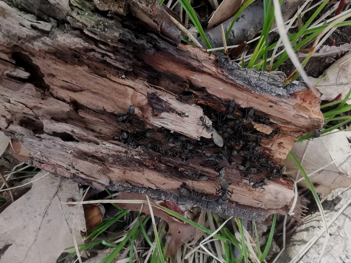 Carpenter ant colony inside a rotting log, the kind of nest found in the oak woods around Montclair, VA