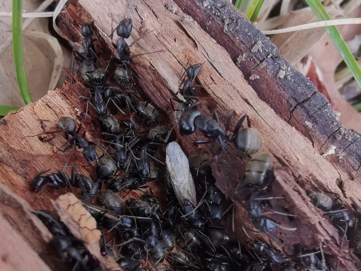 Eastern black carpenter ant colony and a winged swarmer inside a nest chewed into rotting wood