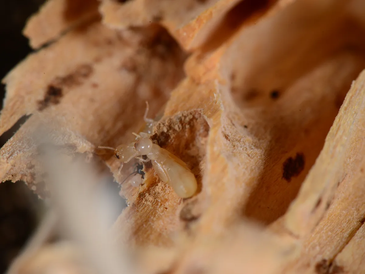 A drywood termite inside smooth, hollowed-out galleries in a piece of broken-open wood