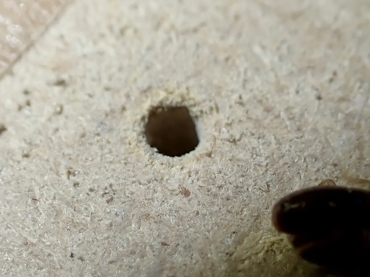 Close-up of a small round hole in a pale wood panel made by drywood termites