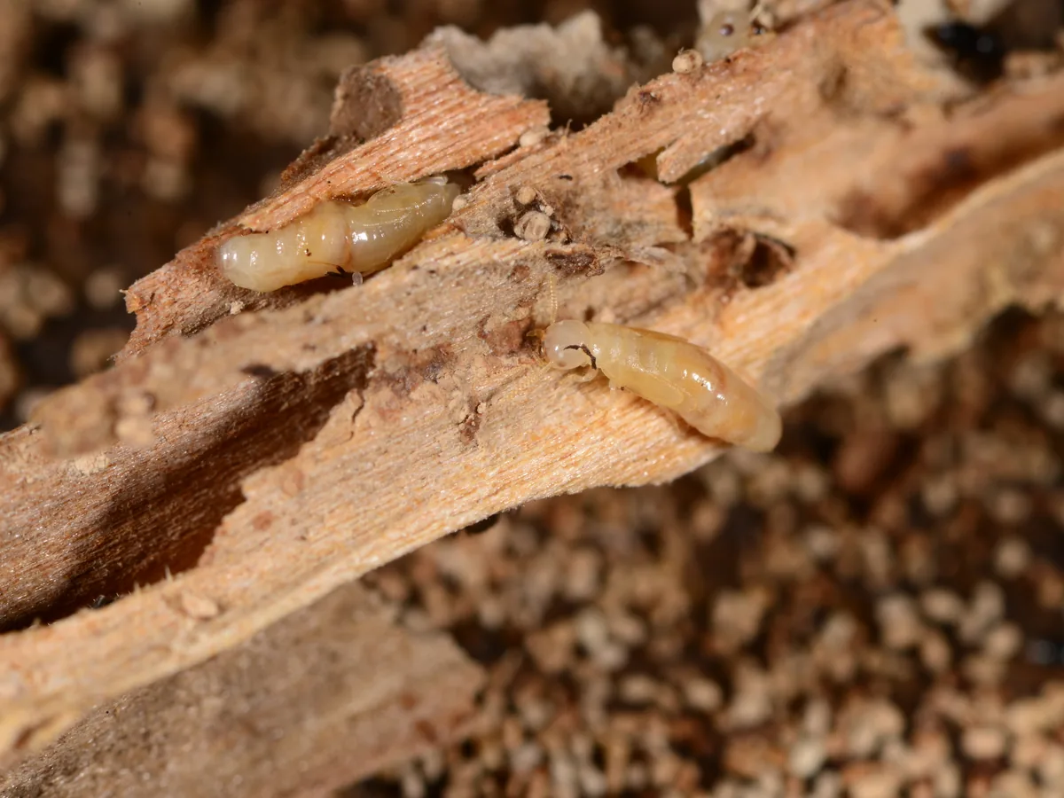 Two pale drywood termites inside galleries in broken-open wood, with pellets piled underneath